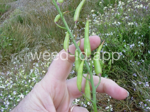 radish